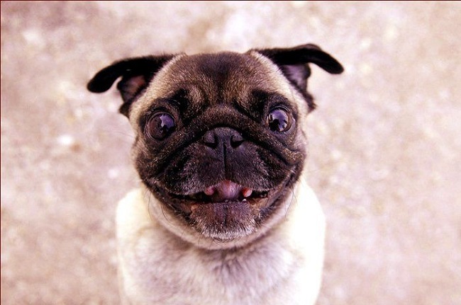 happy pug face amazing
