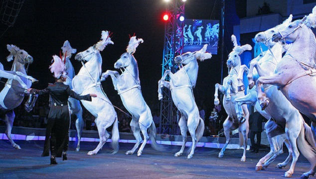 Most Popular 400+ Horse Names & Meanings for Your Stallion or Mare 2