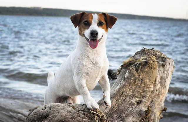 jack russell amazing photo water tree