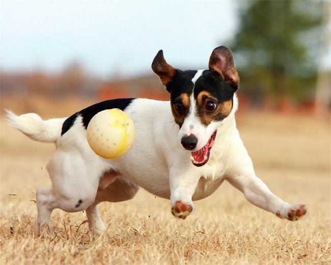 jack russell ball play running