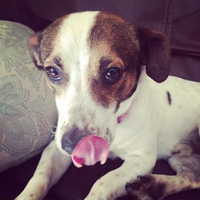 jack russell couch pics