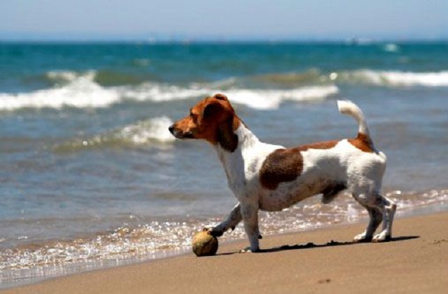 jack russell dog terrier beach ball ocean