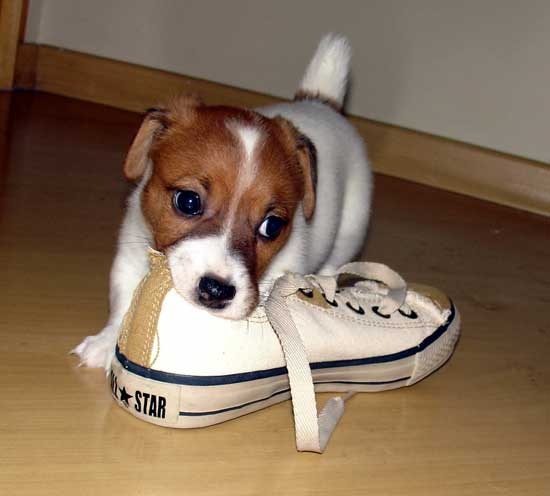 jack russell shoes laces puppy