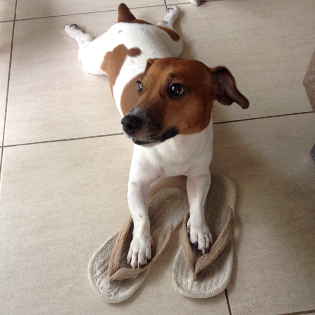 jack russell slippers dog