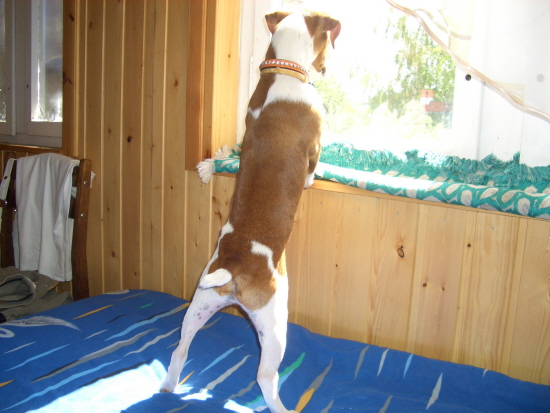 jack russell waiting window