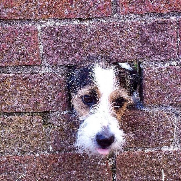 jack russell wall