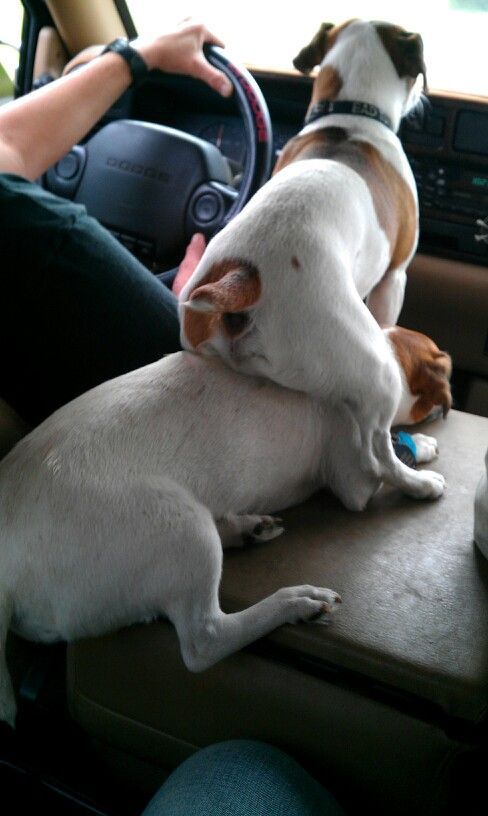 jack russells car pics