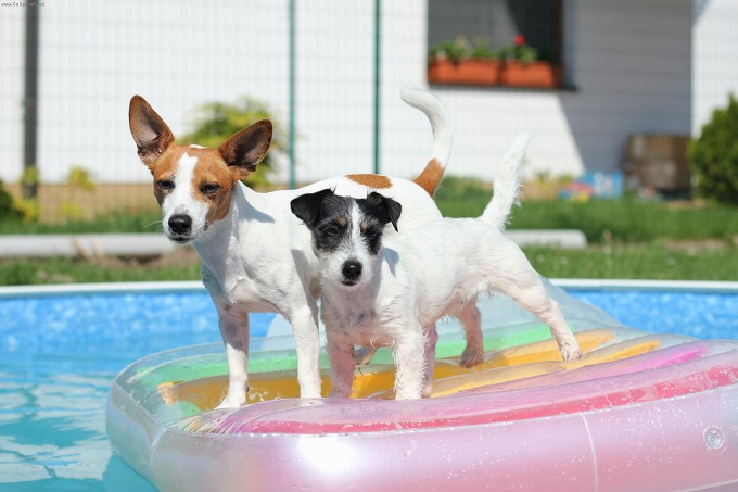jack russells swimming pool pics