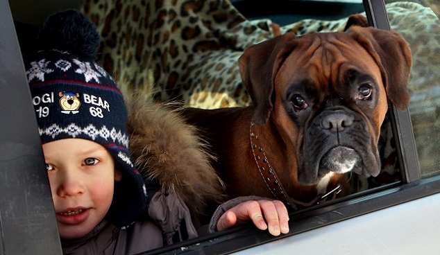12 Realities That New Boxer Owners Must Accept 1