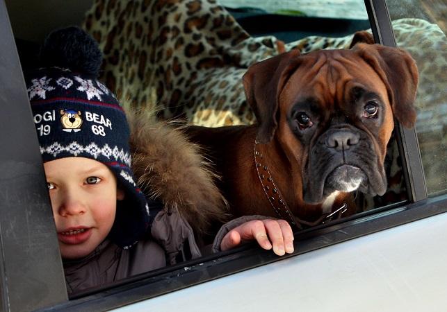 12 Realities That New Boxer Owners Must Accept 12 12 Realities That New Boxer Owners Must Accept 1