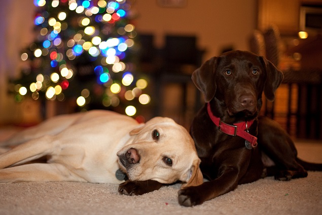 16 Reasons Labradors Are The Worst Indoor Dog Breeds Of All Time 10 labrador dog watching lying