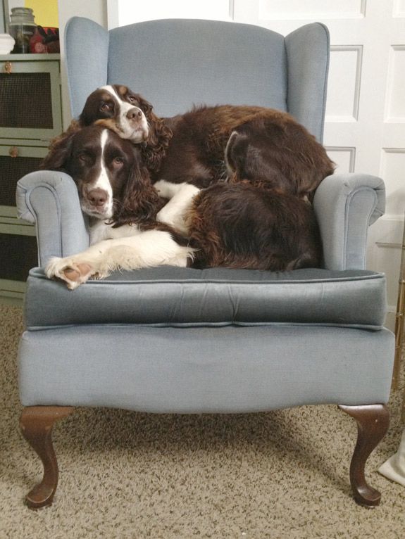 12 Realities That New Springer Spaniel Owners Must Accept 9 lazy springer spaniels chair