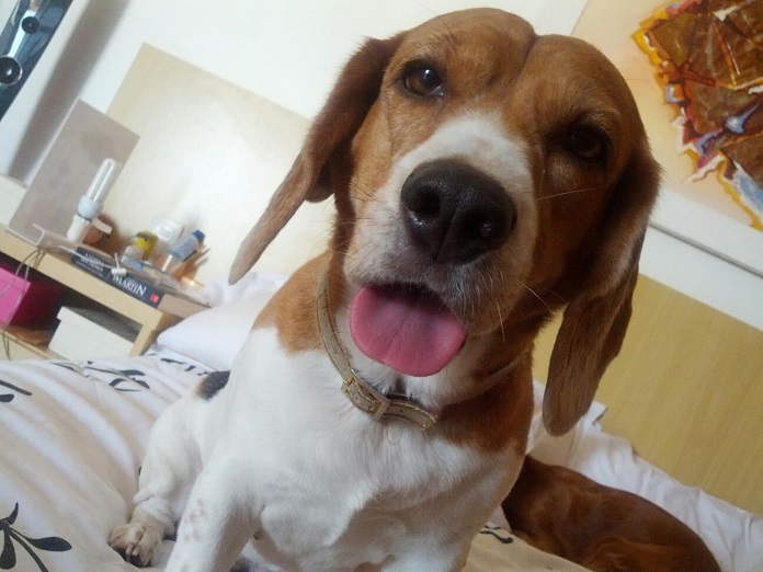 12 Realities That New Beagle Owners Must Accept 6 love beagle pics sitting