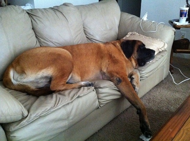 mastiff on couch