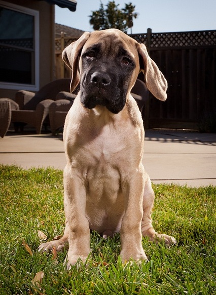 mastiff waiting