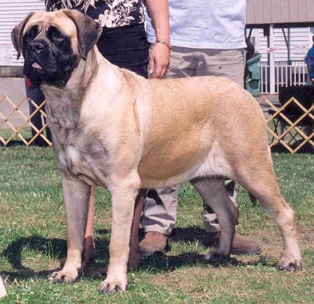 mastiff walk