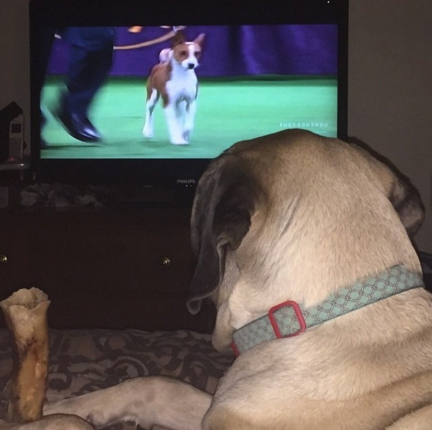mastiff watching tv
