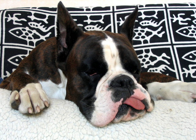 12 Realities That New Boxer Owners Must Accept 7 napping boxer dog pics