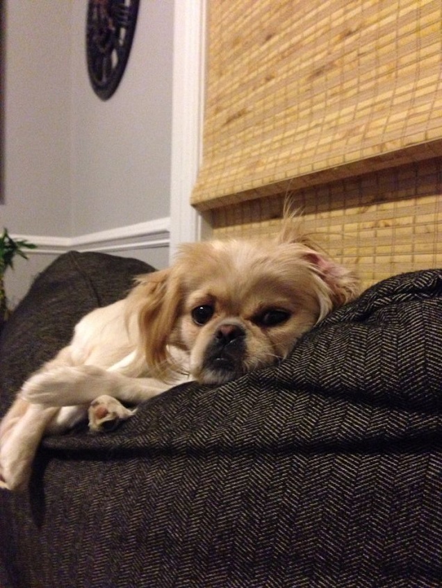 pekingese couch face cute