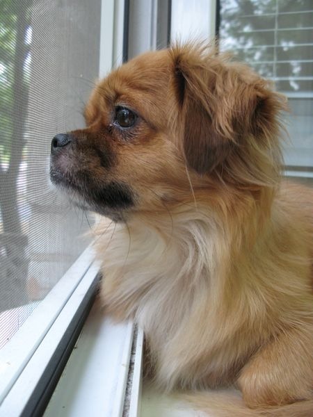 pekingese waiting dog window