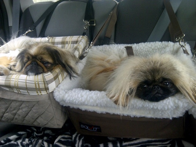 pekingeses car photo back seats