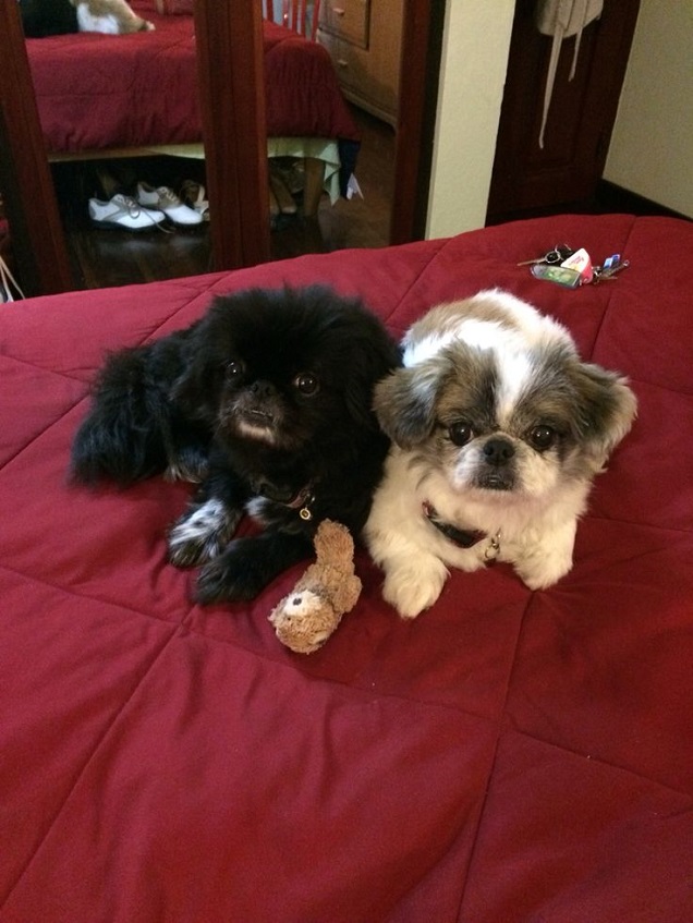 pekingeses dogs bed amazing