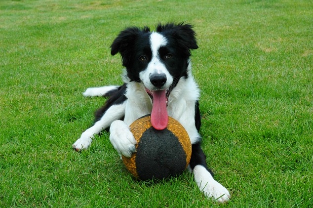 pics dog border collie ball listen