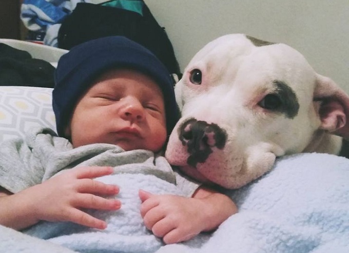 12 Reasons Pit Bulls Are The Worst Indoor Dog Breeds Of All Time 9 pit bull and baby