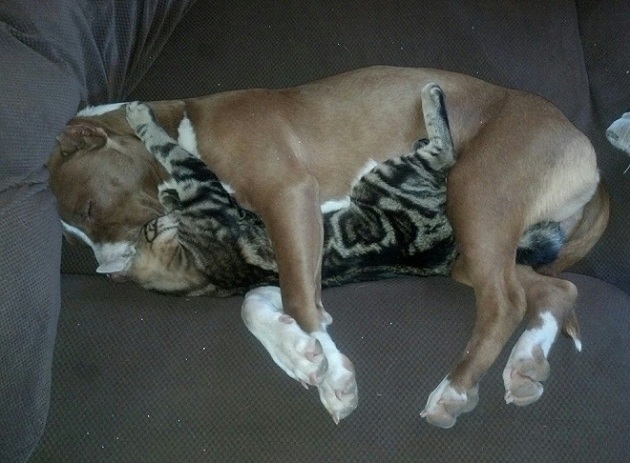 12 Reasons Pit Bulls Are The Worst Indoor Dog Breeds Of All Time 10 pit bull and cat