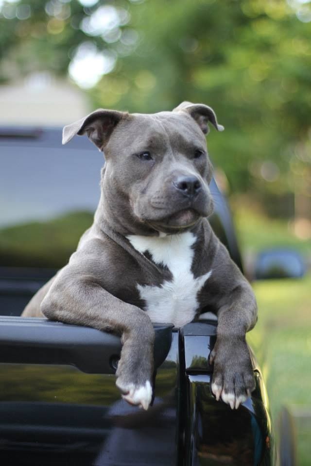 12 Realities That New Pit Bull Owners Must Accept