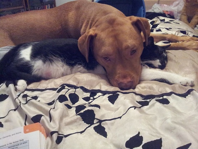 12 Realities That New Pit Bull Owners Must Accept 1 pit bull cat bed pics
