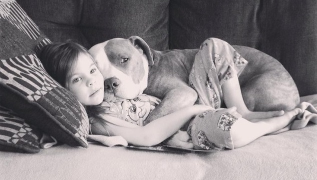 12 Realities That New Pit Bull Owners Must Accept 1