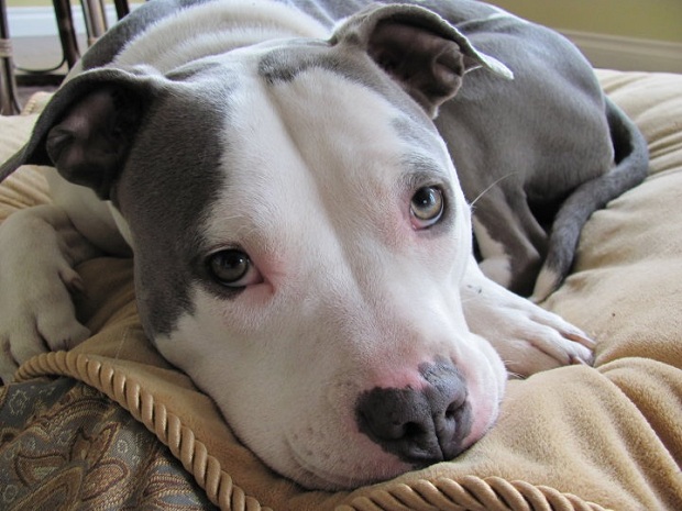 12 Reasons Pit Bulls Are The Worst Indoor Dog Breeds Of All Time 8 pit bull dog