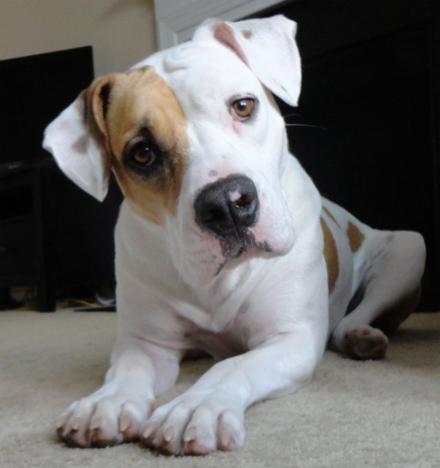 12 Realities That New Pit Bull Owners Must Accept 10 pit bull eyes dog photography