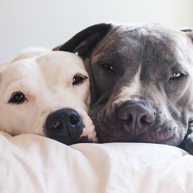 12 Reasons Pit Bulls Are The Worst Indoor Dog Breeds Of All Time 1 pit bull faces