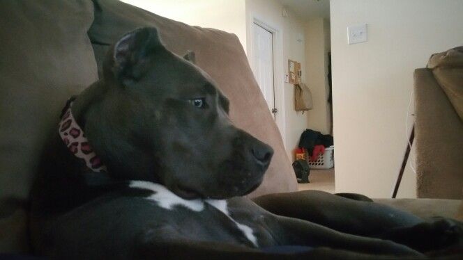 12 Realities That New Pit Bull Owners Must Accept 7 pit bull watching TV