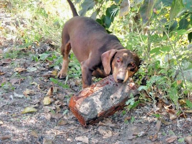 playful dachshund brick funny