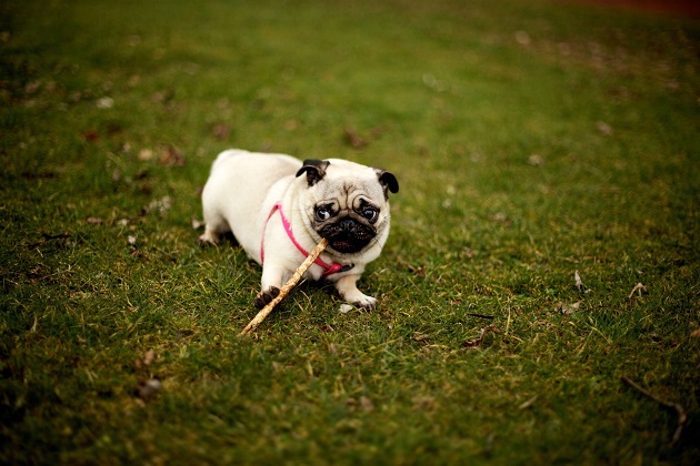 playful dog pug photo pics