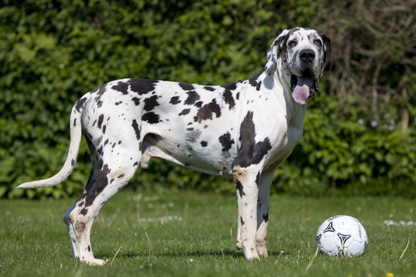 playful great dane ball pics