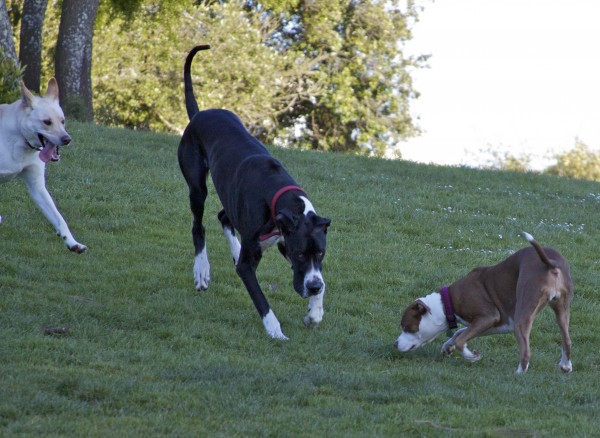 playful great dane dogs park