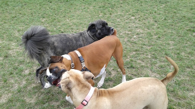 playing boxer dog dogs fun park