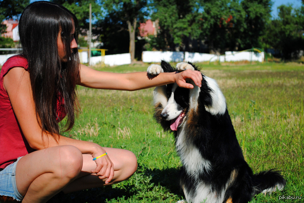 playing girl with border collie
