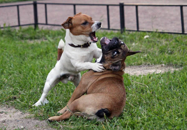 playing jack russell dog park funny