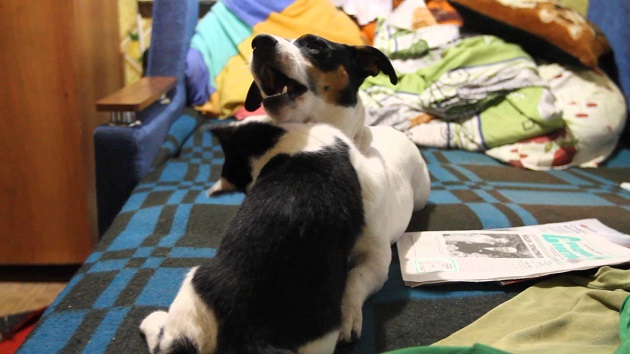 playing with cat jack russell photo