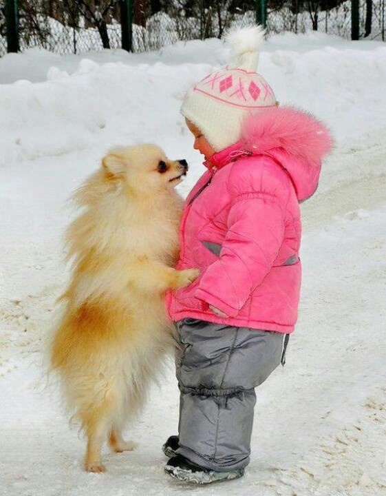 pomeranian kid winter snow