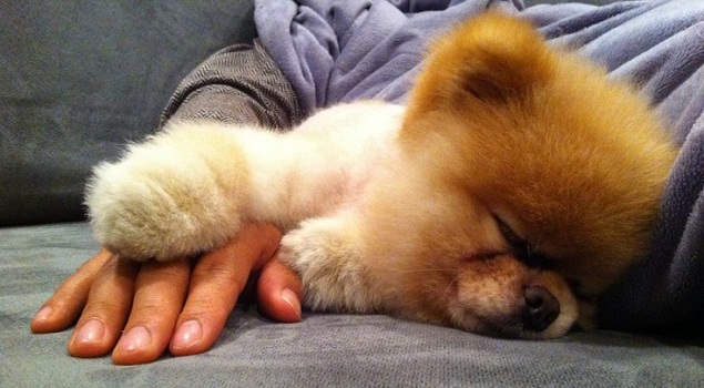 pomeranian nap time