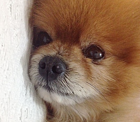 pomeranian wait