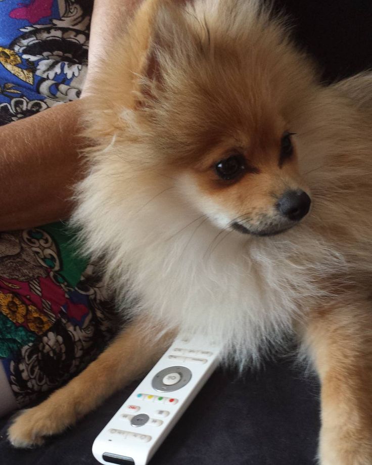 pomeranian watch tv