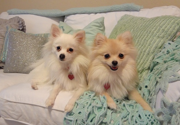 12 Realities That New Pomeranian Owners Must Accept 5