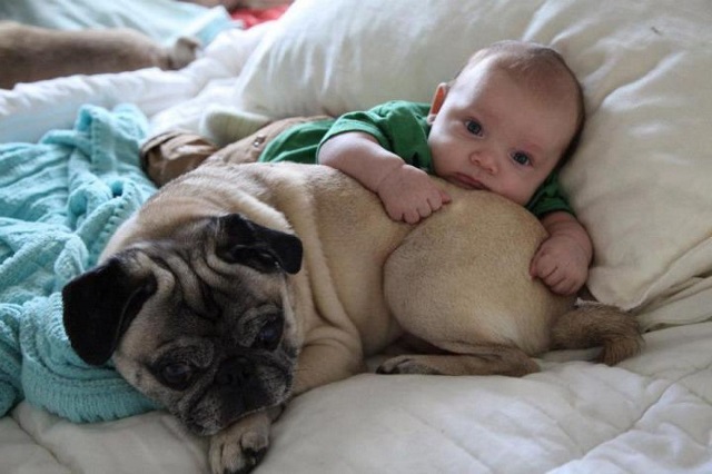 pug kid photo cool